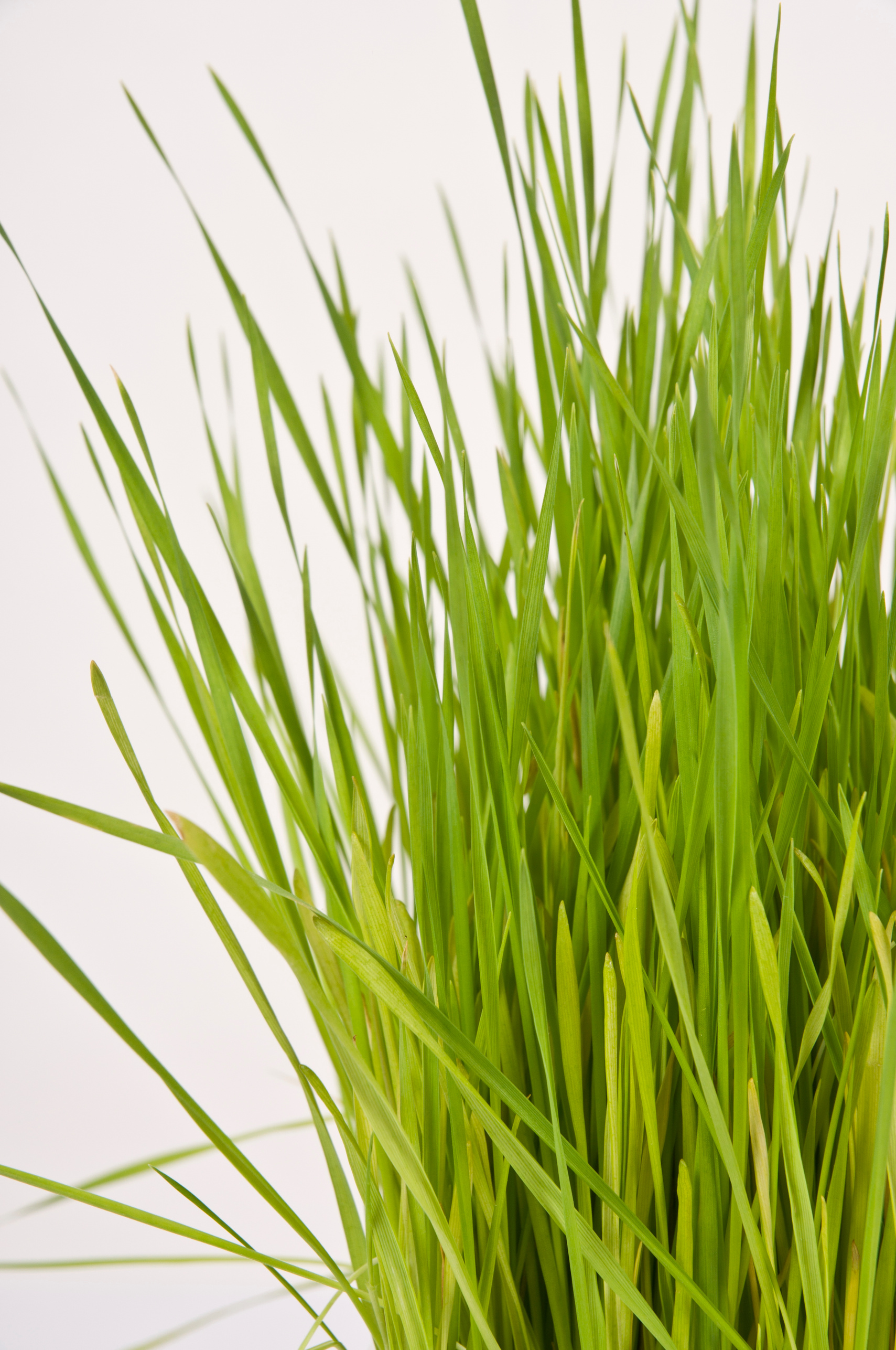 Macro Wheatgrass Holistic Medicine Against White Background